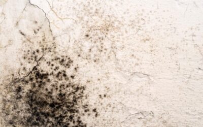 Detecting Mold in Your Dallas Home: Signs, Risks, and Prevention